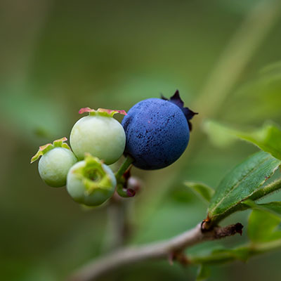 Blueberries