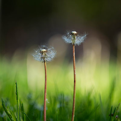 Dandelions