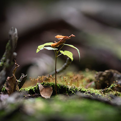 Emerging