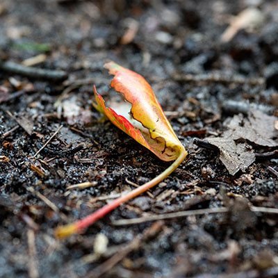 Leaf